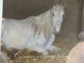/album/fenykepgaleria/a11-03-04-11-12-12-025-jpg/